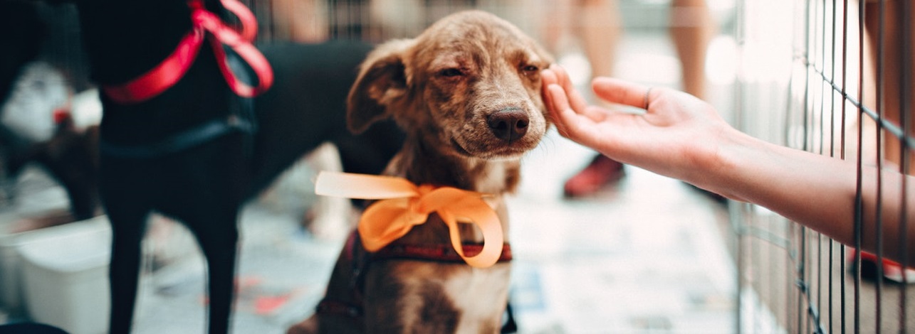 crate training your puppy